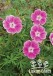 Geranium sanguineum ELKE