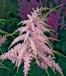 Astilbe arendsii BRESSINGHAM BEAUTY