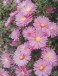 Aster dumosus ANNEKE