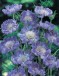 Scabiosa columbaria BUTTERFLY BLUE