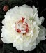 Paeonia ZUS BRAUN