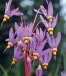 Dodecatheon meadia RED WINGS