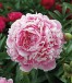 Paeonia PINK PARFAIT