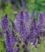 Salvia nemorosa SYNCHRO BLUE