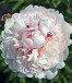 Paeonia PRESIDENT TAFT