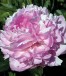 Paeonia SUSIE Q