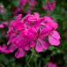 Pelargonium super cascade ROSE