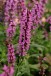 Salvia nemorosa SYNCHRO PINK